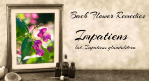 Impatiens