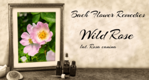 Wild Rose