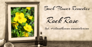 Rock Rose