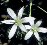 Star of Bethlehem