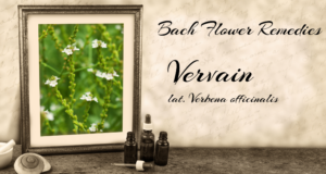 Vervain