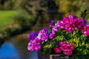 nature, landscape, flowerpot-3705708.jpg