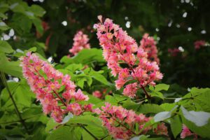 red horse chestnut, red flowers, flowers-7179456.jpg